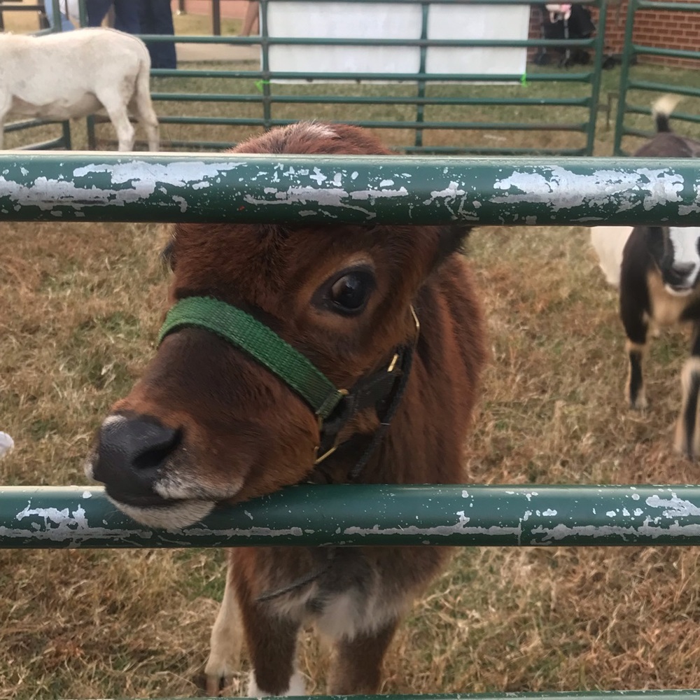 Meet your Posher, Amelia
